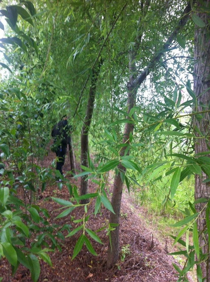 水杉種植基地